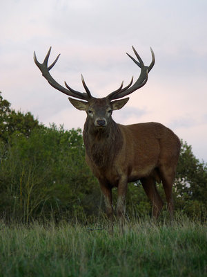 Knepp Red Deer stag (1) 9.10.19.jpg