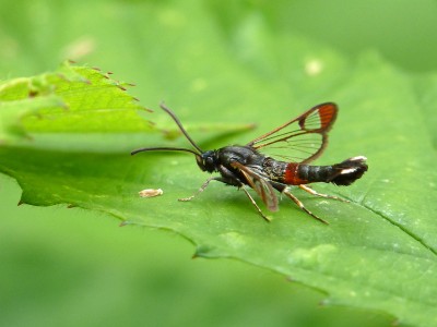 UKB Red-tipped Clearwing (2) Knepp 4.7.21.jpg