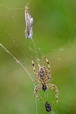 UKB LTB female in spider's web (1) Whitehawk Hill 15.9.22.jpg