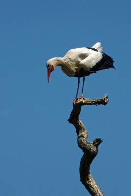 UKB White Stork (2) Knepp safari 18.7.21.jpg