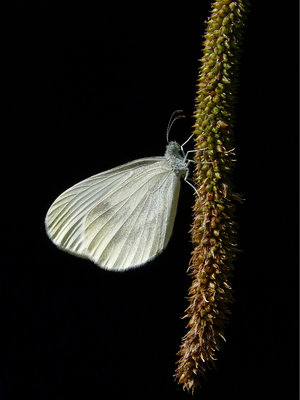 BC Wood White female (1) Botany Bay 16.7.19.jpg
