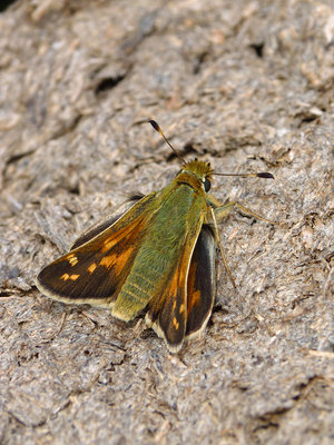 BC SSSk female (1), Cissbury Ring 31.7.19.jpg