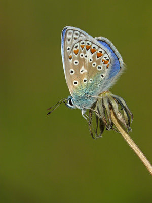 BC Common Blue male underside, Springhead Hill 15.7.19.jpg