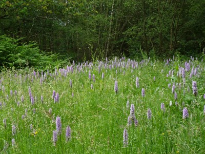 UKB Common Spotted-orchids, West Sussex 30.6.21.jpg
