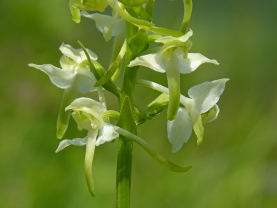 UKB Greater Butterfly Orchid (2) X Down 8.6.21.jpg