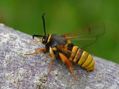 UKB Lunar Hornet, Knepp 7.7.22.jpg