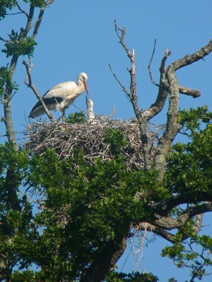 UKB White Stork (1) Knepp 1.6.20.jpg