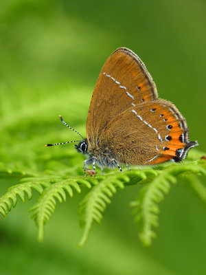 BC Black Hairstreak (2) Ditchling Common 14.6.19.jpg