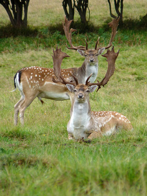 BC Fallow Deer bucks, Knepp 22.9.19.jpg