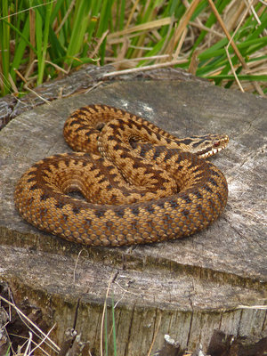 BC Adder (1) Rowland Wood 5.6.19.jpg