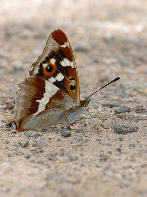 BC Grounded Emperor (2) Botany Bay 11.7.19.jpg