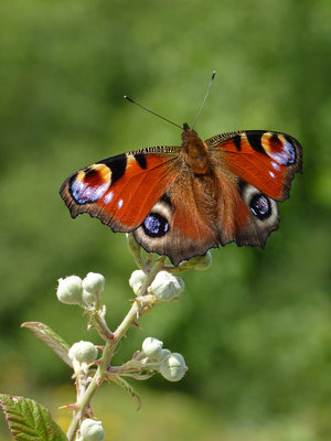 BC Peacock, Chantry Hill 21.7.19.jpg