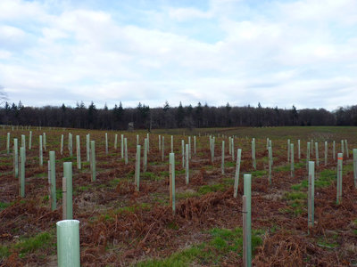 UKB Rewell Wood, replanted area (2) 30.11.19.jpg