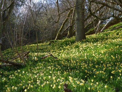 NYE Wild Daffodils (1) 17.3.22.jpg