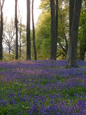 UKB Bluebells (2) APE 30.4.21.jpg