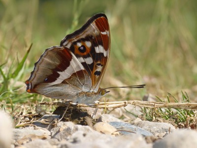 UKB Purple Emperor, Knepp safari 8.7.22.jpg