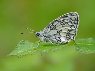 UKB Marbled White (1) Knepp 2024.jpg