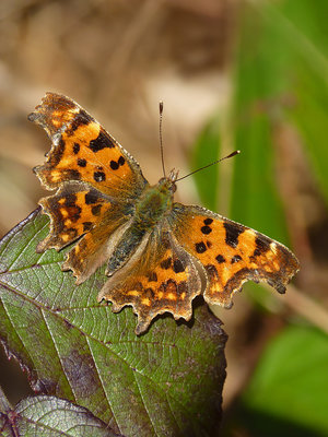 BC Comma, Houghton Forest 25.2.19.jpg