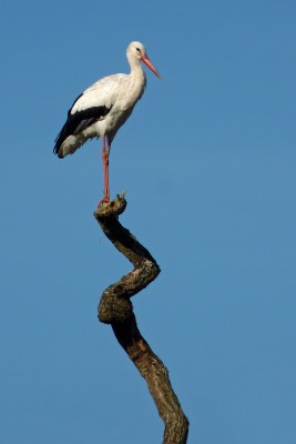 Knepp White Stork.jpg