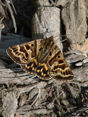 UKB Mother Shipton moth, Rewell Wood 5.5.22.jpg