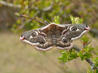 Emperor Moth female (1) 14.4.21.jpg