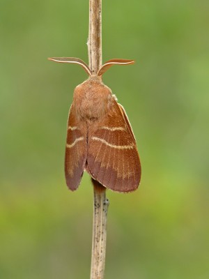 UKB Fox Moth, Fairmile Bottom 5.5.22.jpg