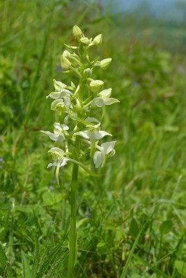 UKB Greater Butterfly Orchid (1) X Down 8.6.21.jpg