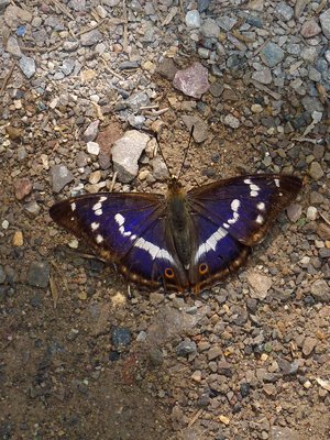 BC Purple Emperor (2) Botany Bay 16.7.19.jpg
