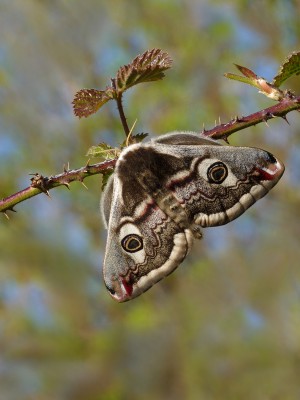 UKB Emperor moth (female) 23.4.21.jpg