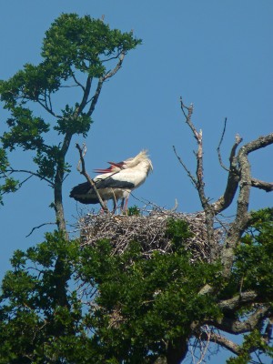 UKB White Stork (4) Knepp 1.6.20.jpg