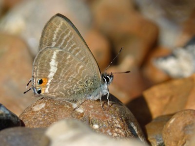 UKB LTB male (1) Worthing beach 25..9.22.jpg