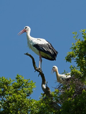 UKB White Stork (1) Knepp safari 18.7.21.jpg