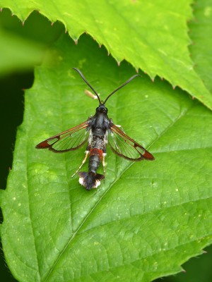 UKB Red-tipped Clearwing (1) Knepp 4.7.21.jpg