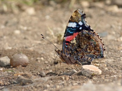 UKB Red Admiral, Southwater 18.6.22.jpg