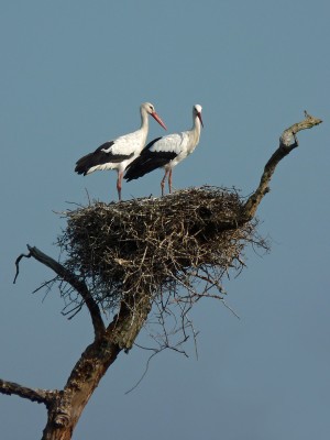 UKB White Stork pair, Knepp 19.9.20.jpg
