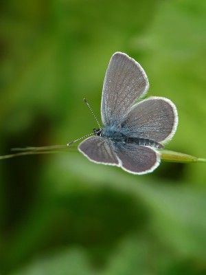 UKB Small Blue, The Trundle 2.6.21.jpg