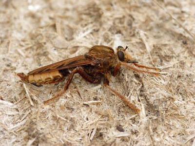 UKB Hornet Robberfly (male) Amberley  16.8.21.jpg