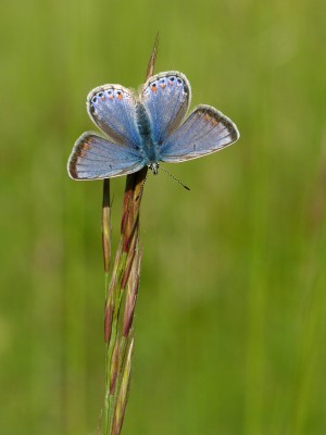 UKB Common Blue (female) Springhead Hill 6.6.21.jpg