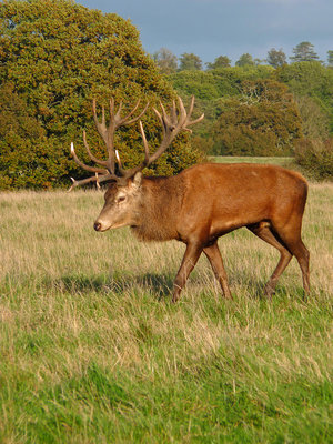 UKB Red Deer stag, Knepp 15.10.19.jpg