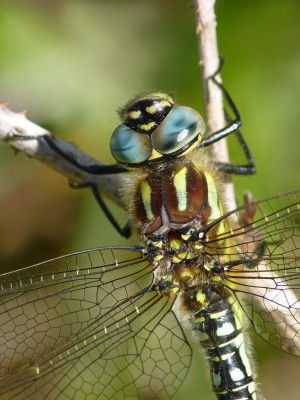 UKB Hairy Dragonfly, Springhead hill 11.5.21.jpg