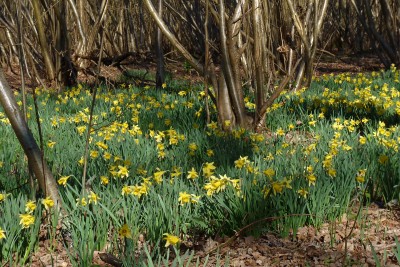 UKB Wild Daffodils (1), APE 19.3.22.jpg