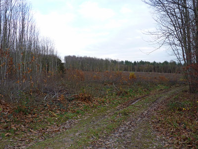 UKB Rewell Wood, recently coppiced area 30.11.19.jpg