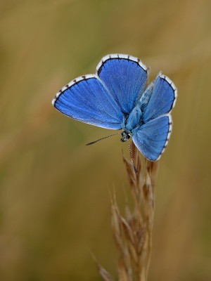 UKB Adonis Blue male, Cissbury Ring 13.8.20.jpg