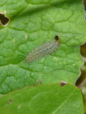 UKB Duke of Burgundy larva (2) Fairmile Bottom 19.6.20.jpg