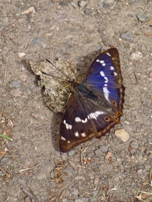 UKB Purple Emperor (1) Knepp 28.6.22.jpg