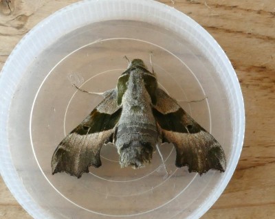 Willowherb Hawkmoth trapped at Folkestone.
