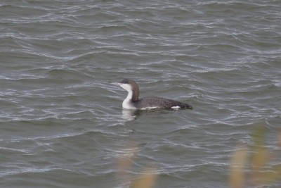 Black Throated Diver on the RSPB Dungeness. It first arrived in November 2023 and stayed into 2024.