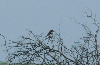A distant record photo of the Woodchat Shrike, Dungeness, Kent.