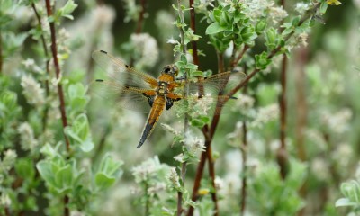 Four Spotted Chaser Dungeness