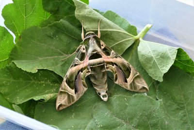 Oleander Hawkmoth, Dungeness. 17th Sept 2018.